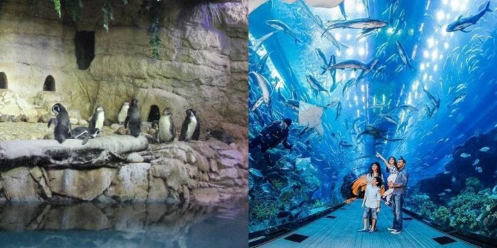 Dubai Aquarium And Penguin Encounter