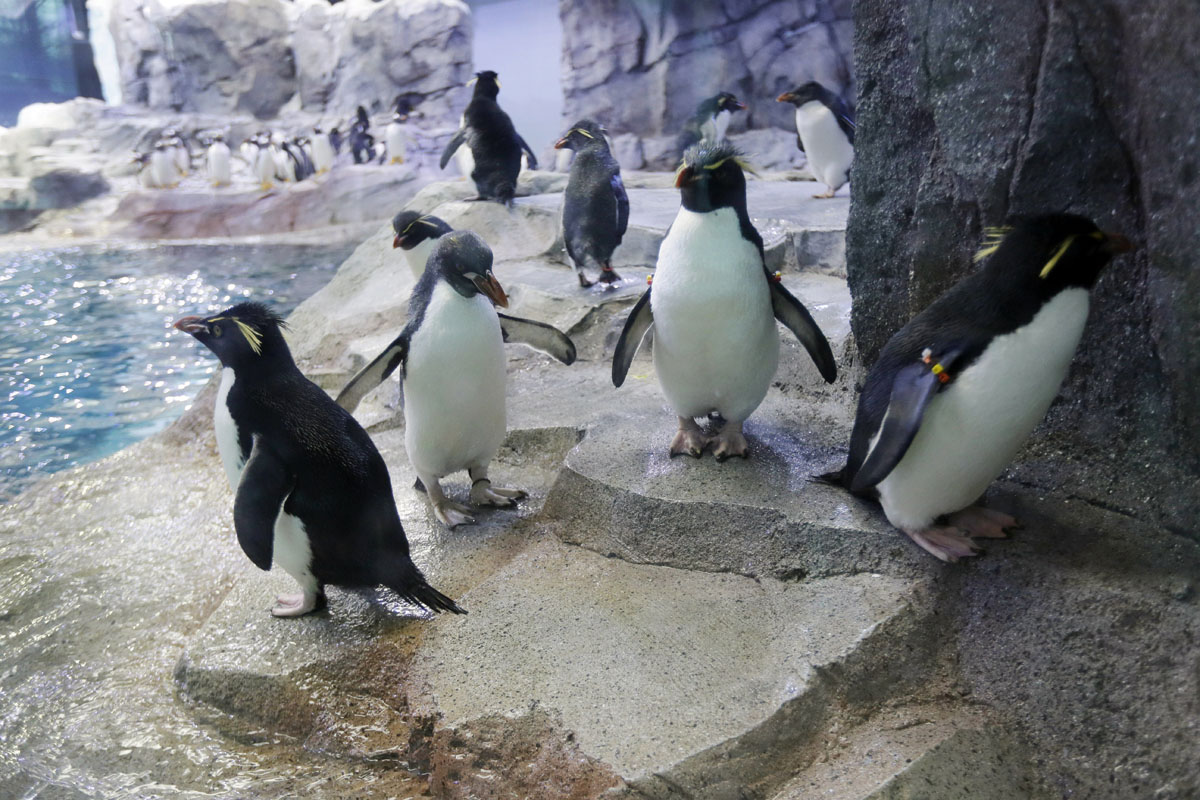 Dubai Aquarium And Penguin Encounter