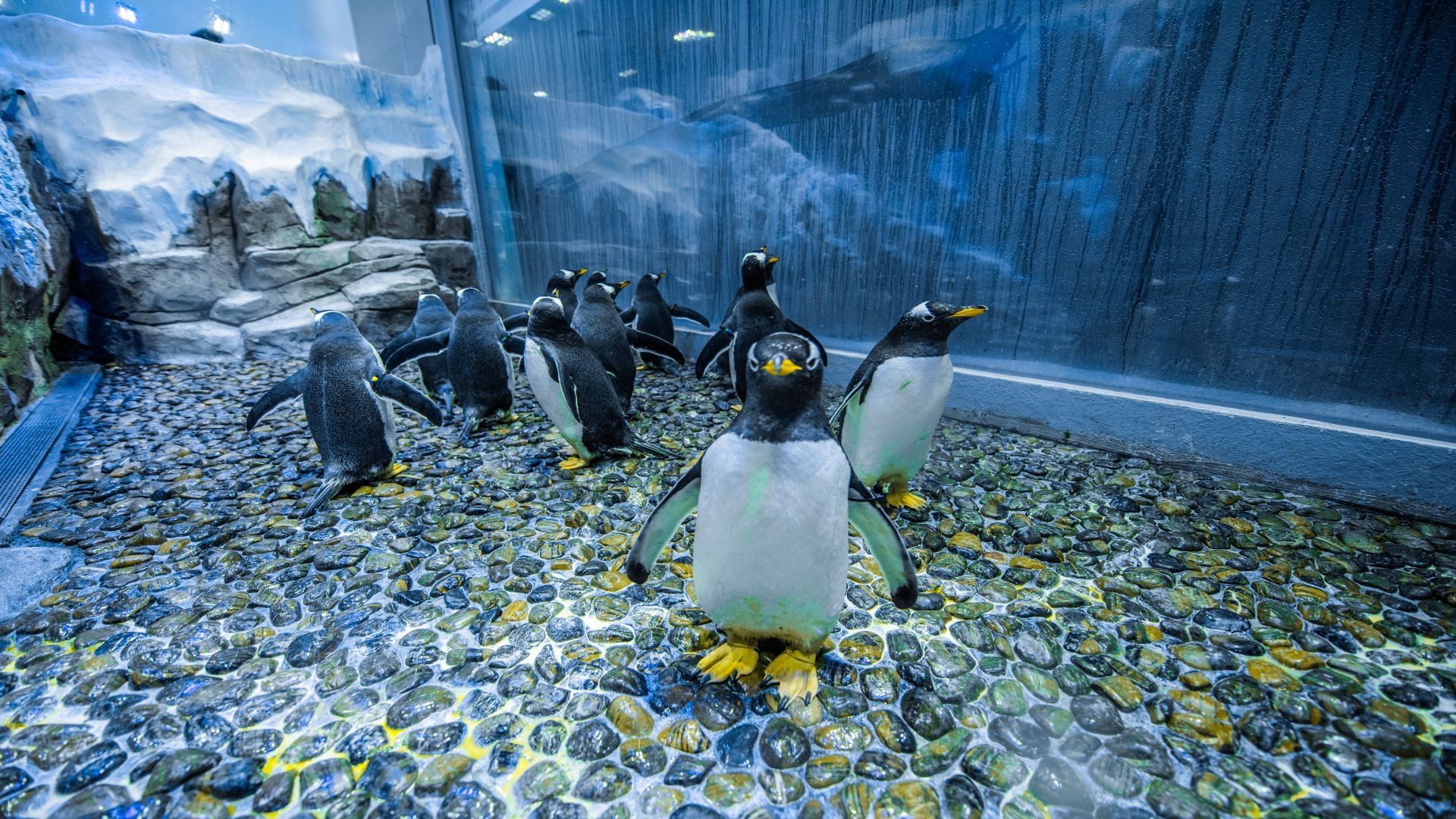 Dubai Aquarium And Penguin Encounter