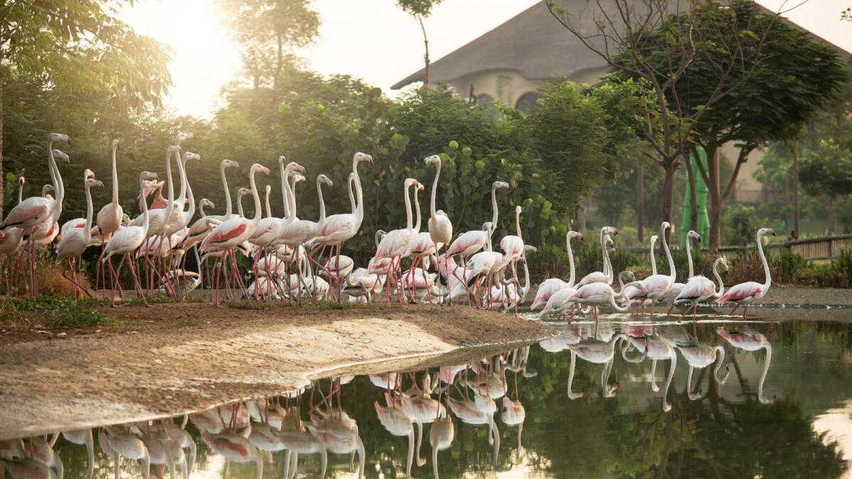 Dubai Safari Park