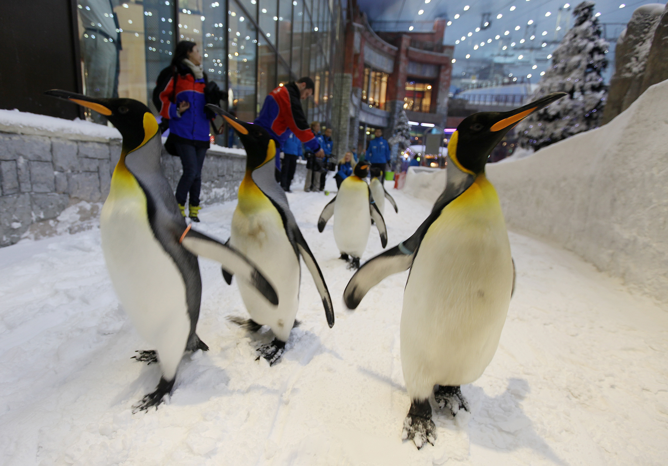 Ski Dubai Tickets